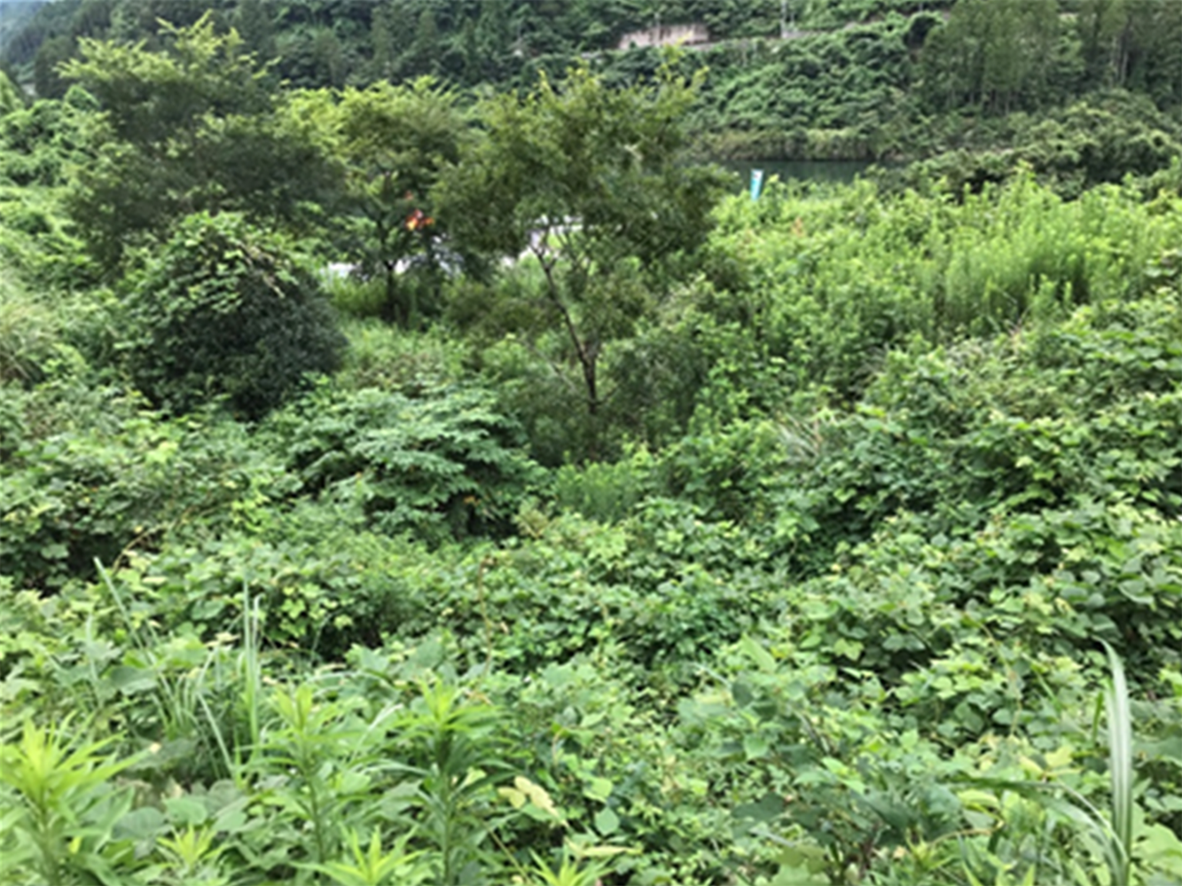 1回目の認証継続時（2020）