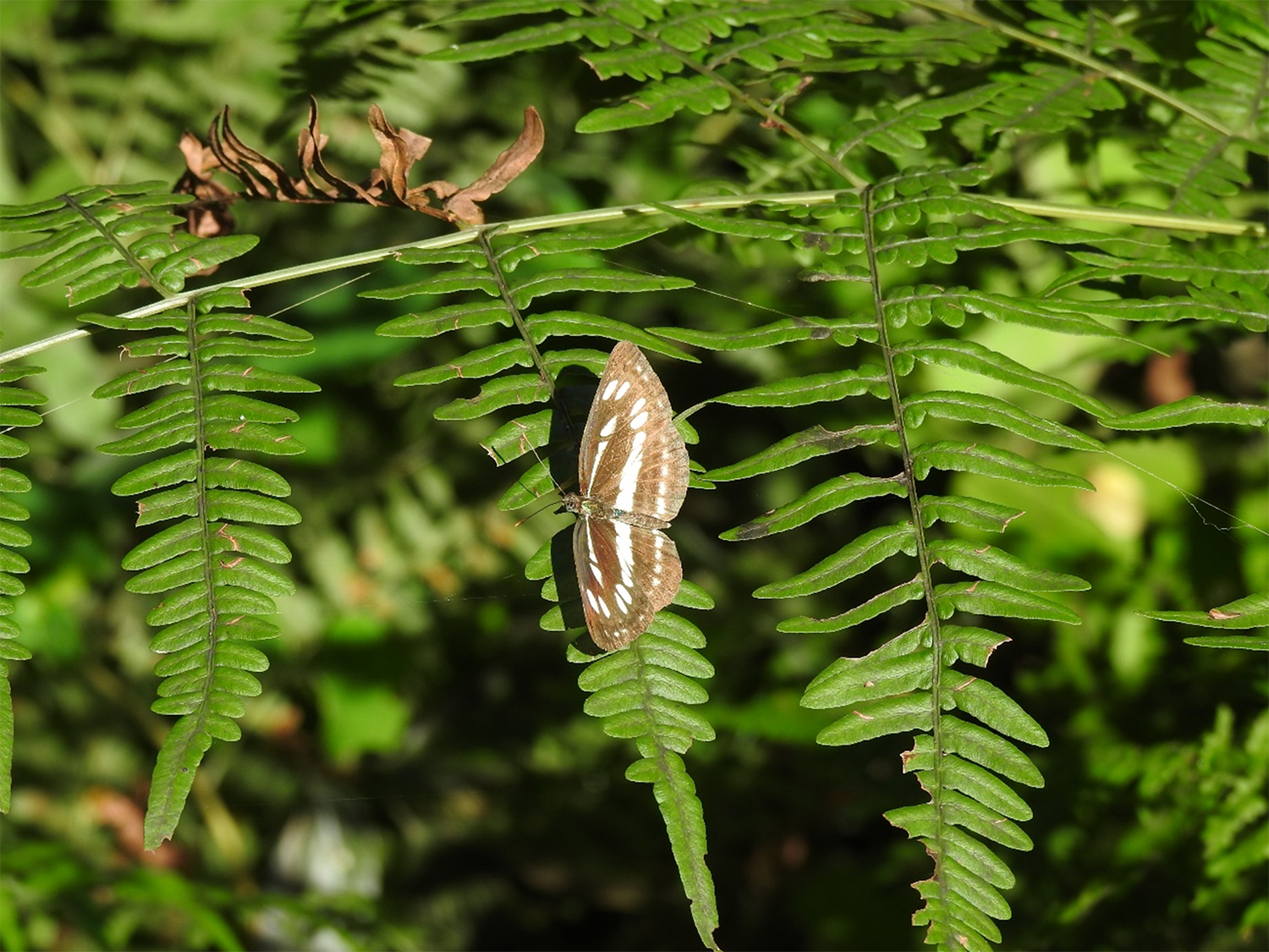 ビオトープで確認された指標種コミスジ（2025年9月撮影）